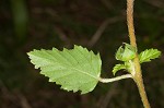 Threelobe false mallow