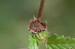 Threelobe false mallow