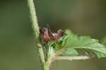 Threelobe false mallow