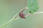 Threelobe false mallow