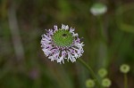 Grassleaf Barbara's buttons