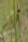 Grassleaf Barbara's buttons