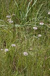 Grassleaf Barbara's buttons