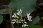 Baldwyn's milkvine