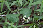 Baldwyn's milkvine