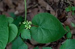 Baldwyn's milkvine