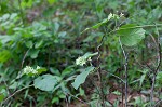 Baldwyn's milkvine