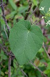 Baldwyn's milkvine