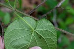 Baldwyn's milkvine