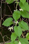 Baldwyn's milkvine