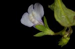 Japanese mazus