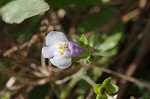 Japanese mazus