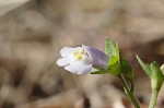 Japanese mazus