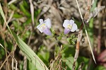 Japanese mazus