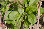 Japanese mazus