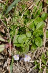 Japanese mazus