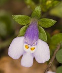 Japanese mazus