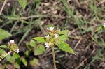 Chocolateweed