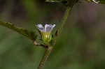 Chocolateweed