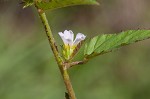 Chocolateweed