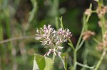 Climbing hempvine