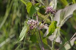 Climbing hempvine