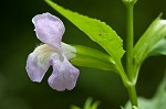 Sharpwing monkeyflower