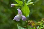 Sharpwing monkeyflower