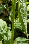 Sharpwing monkeyflower