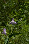 Sharpwing monkeyflower