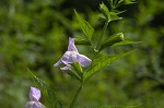 Sharpwing monkeyflower