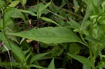 Sharpwing monkeyflower