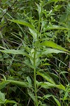 Sharpwing monkeyflower