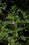 Sharpwing monkeyflower