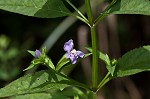 Sharpwing monkeyflower