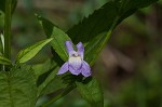 Sharpwing monkeyflower