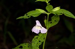 Sharpwing monkeyflower