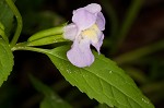 Sharpwing monkeyflower