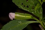 Sharpwing monkeyflower