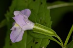 Sharpwing monkeyflower