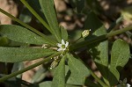 Green carpetweed