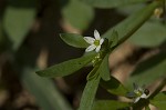 Green carpetweed