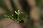 Green carpetweed