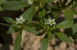 Green carpetweed