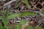 Eastern beebalm