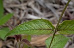 Eastern beebalm