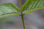 Eastern beebalm