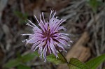 Eastern beebalm