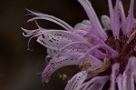 Eastern beebalm