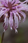 Eastern beebalm